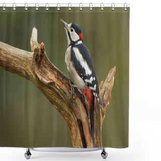 Personality  Great Spotted Woodpecker  Shower Curtains