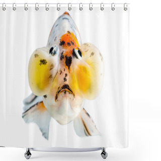 Personality  Gold Fish Front View Isolation On The White Background : Bulging Eyes Shower Curtains