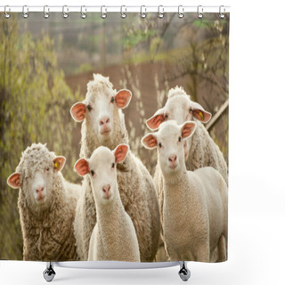 Personality  Sheep And Lambs Shower Curtains