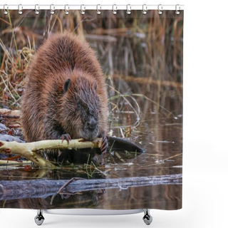 Personality  Beaver In A River Gnawing On A Branch  Shower Curtains