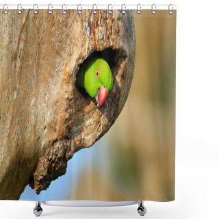 Personality  Parrot In Nest Hole. Rose-ringed Parakeet, Psittacula Krameri, In Nature Green Forest Habitat, Sri Lanka. Green Parrot On The Tree. Nesting In Nature, Bird Behaviour. Nest, Parakeet  Peeping Out. Shower Curtains