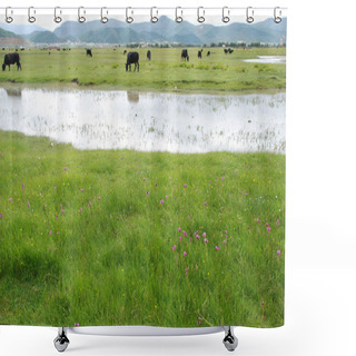 Personality  Cow Feeding On The Grassland Shower Curtains