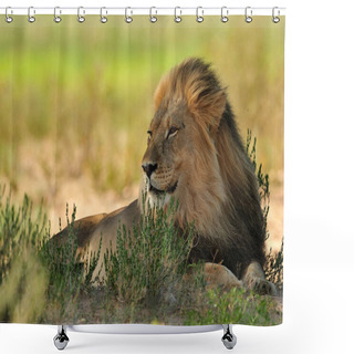 Personality  LION FOUND IN EAST AFRICAN NATIONAL PARKS Shower Curtains