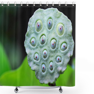 Personality  Lotus Seeds Green Shower Curtains