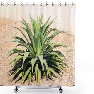 Personality  Agave Desmettiana Or Smooth Agave Leaf Succulent Rosette In Xeriscaped Yard In Phoenix, Arizona Shower Curtains