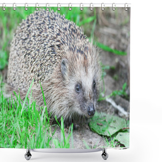 Personality  Wild Hedgehog Shower Curtains