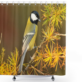 Personality  Great Tit Shower Curtains