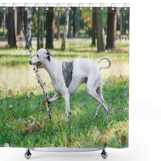 Personality  Portrait Of White Whippet With Stick Outdoor In The Park Shower Curtains