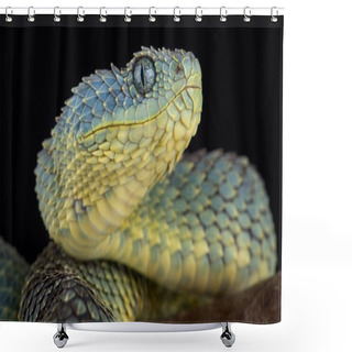 Personality  Bush Viper On Dark Background, Close-up   Shower Curtains