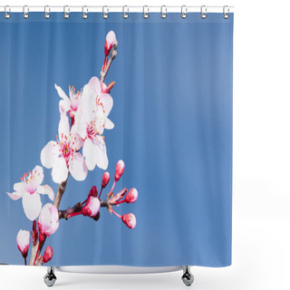 Personality  Springtime Plum Blossoms Pink Buds And Flowers Shower Curtains