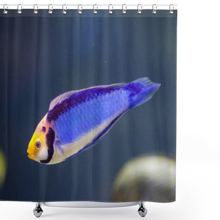 Personality  Red-eye Wrasse (Cirrhilabrus Solorensis) Shower Curtains