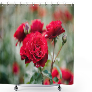 Personality  Close-up Shot Of Fresh Blossoming Red Roses Shower Curtains