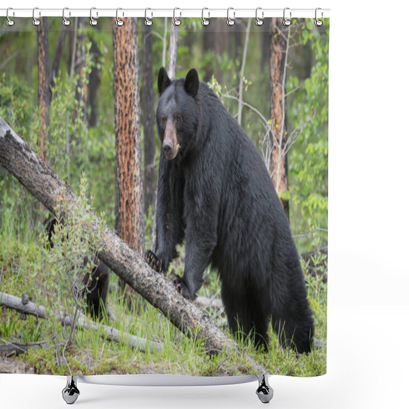 Personality  Black Bear in wild, animal. Nature, fauna  shower curtains
