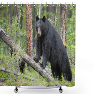Personality  Black Bear In Wild, Animal. Nature, Fauna  Shower Curtains