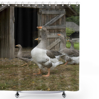 Personality  Geese And Barn Shower Curtains