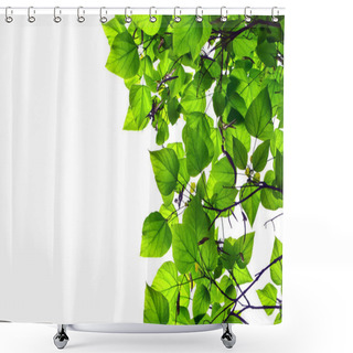 Personality  Bottom View Of The Crown Of A Green Tree In The Park Shower Curtains