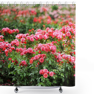 Personality  Beautiful Roses Garden Shower Curtains