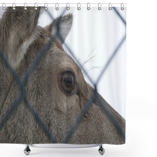 Personality  Female Red Deer Inside A Fence, Netherlands Shower Curtains