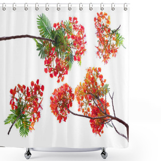 Personality  Royal Poinciana Flower , Red Flower Isolated On White Background Shower Curtains