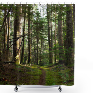 Personality  Trail Through Mossy Forest On Cortes Island, BC Shower Curtains