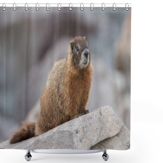 Personality  Closeup Of Marmot In Wild Nature  Shower Curtains