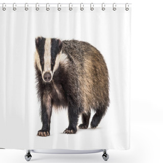 Personality  European Badger, Six Months Old, Walking Side View And Looking At Camera Shower Curtains