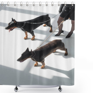 Personality  Cropped View Of Woman With Two Dobermans On Chain Leashes On White Floor With Shadows Shower Curtains
