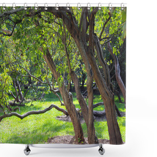 Personality  Old Trees With Crooked Trunks And Branches. Green Leaves And Grass Under Sunlight. Early Autumn Day In City Garden Shower Curtains
