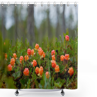 Personality  Cloudberry Grow In The Forest In Russia Shower Curtains