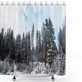 Personality  Scenic View Of Pine Forest With Tall Trees Covered With Snow Shower Curtains