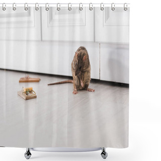 Personality  Rat Near Wooden Mousetraps With Cube Of Cheese On Floor  Shower Curtains