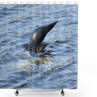 Personality  Loon Head Out Of Water In The Lake In Its Environment And Habitat, Displaying Red Eye. Loon In Wetland Image. Loon On Lake. Loon Photo Stock.  Shower Curtains