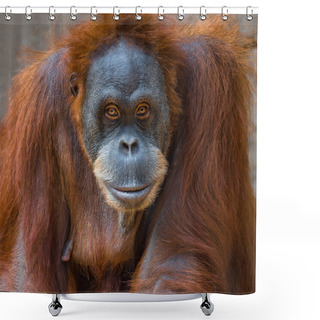 Personality  Portrait Of Intelligent Asian Orangutan Shower Curtains