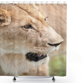 Personality  Lion Shower Curtains