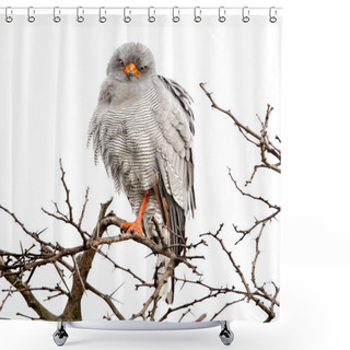 Personality  Portrait Of Goshawk Sitting On Dry Tree, Addo Elephant National Park Shower Curtains