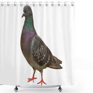 Personality  Pigeon Shower Curtains
