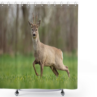 Personality  Roe Deer, Capreolus Capreolus, Buck In Spring Walking On A Filed, Shower Curtains