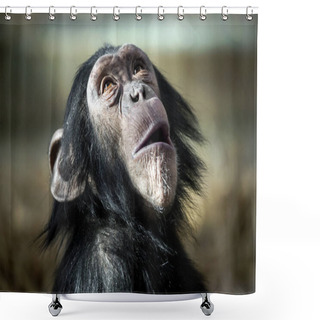 Personality  Chimpanzee In Nature Habitat Shower Curtains