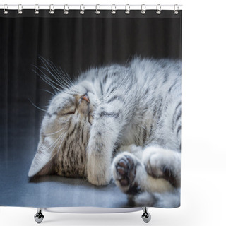 Personality  Black Silver Tabby Kitten Lying Lazy Shower Curtains