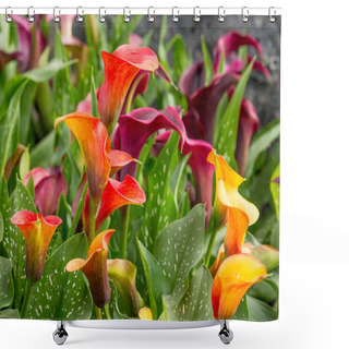 Personality  Calla Lily Field Shower Curtains