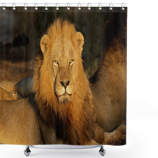 Personality  Big Male African Lion Shower Curtains