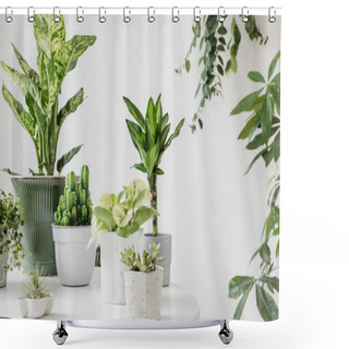 Personality  Close Up View Of Various Green Plants In Room Shower Curtains