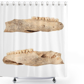 Personality  Wild Boar Isolated Ancient Mandible Shower Curtains