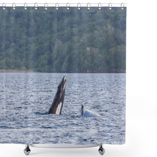 Personality  Mother & Baby Humpback Whales Shower Curtains