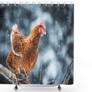 Personality  Free Range Domestic Rustic Eggs Chicken On A Wood Branch Outside During Winter Storm. Shower Curtains