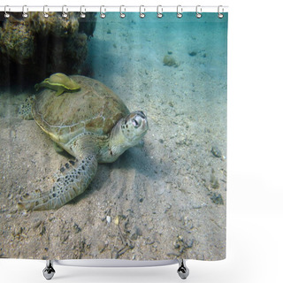 Personality  Big Green Turtle On The Reefs Of The Red Sea. Shower Curtains