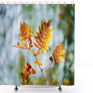 Personality  Wild Rowan Branch In Autumn Forest On Sky Bokeh Background. Orange Fall Leaf In Sunlight Close-up. Autumn Woodland Backdrop With Colorful Rich Flora In Sunny Light. Yellow Rowan Leaves In Backlight. Shower Curtains