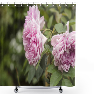 Personality  Fading Blooms Of Pink Cabbage Roses, Also Known As Centifolia Muscosa. Shower Curtains