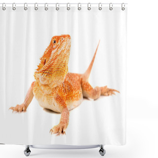 Personality  Bearded Dragon Reptile Shower Curtains