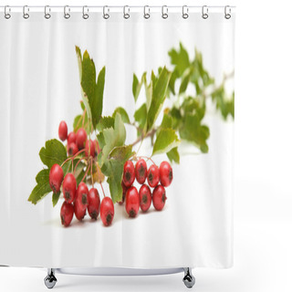 Personality  Hawthorn (Crataegus; Thornapple) Berries Clusters Isolated On White Backgro Shower Curtains